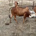 بقر بلدي البيع