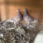جوز زاجل احمر