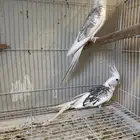 جوز كروان