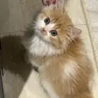 قطط للبيع عمر شهرين نضيفه ولعوبه  الوحده 500