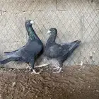 ازواج حمام هومر