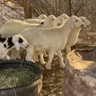 طليان حريه