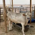 عجل للبيع