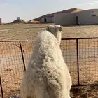 قعود