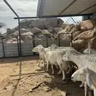 غنم فاخره للبيع للي يبي ياسس مراح