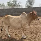 ثور وبقرة بلدي