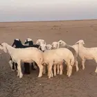 بهم حري فاخر
