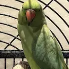 طير دره هندي للبيع