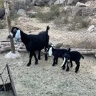 عنز عارضيه للبيع