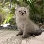 قطط هملايا بيوور