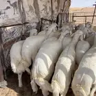 بهم حري خرفان