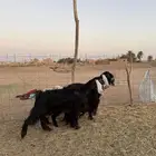 معزاء مواليد