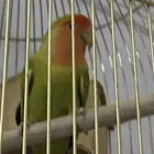 روز مع قفص القفص كبير