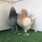 جوز مدينا مستوى تم البيع