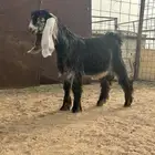 للبيع تيس