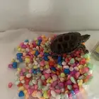 سلحفاة برمائية