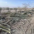 عسيب نخل جريد