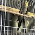 ذكر كروان