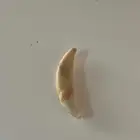 ناب ذيب