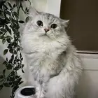 قط مكس شيرازي للبيع مع كامل الاغراض