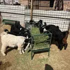 عشر تيوس الحال وسط