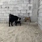 معزا