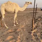 ثلاث بكار حقايق وضح