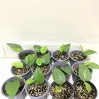 نباتات داخلية طبيعية