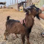 تيس قزمي