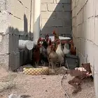دجاج بلدي بياض