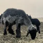 غنم مراح وسم واحد صنف