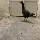دجاج باكستاني سندي