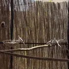 يمام الماسي
