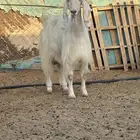 عنز مصريه حليب ديس مركن