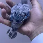 فرخ كنيور بلو شيك تم البيع الله يبارك الشاري