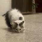 قطه للتبني