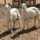 طليان مشاريع فحول