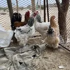 دجاج براهما اصيل دم صافي