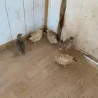 سمان محميات للبيع