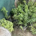 أنواع شتلات مختلفه والسعر عرض خاااص