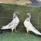 سهران بوري الهند بيور اساس