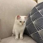 قطط