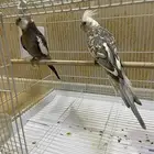 كروان هولندي ذكر 2