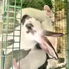 للبيع ارانب بالطائف على مستويات عاليه