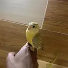 براكيت
