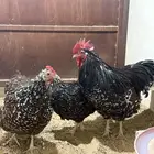 للبيع دجاج انجليزي سوسكس