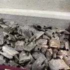 عود كينامي صيني مستزرع بالجملة