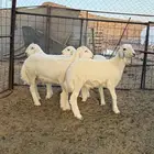 طليان على حليب أمهاته