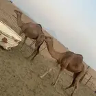 ناقتين سواحل على ضراب صغار سن