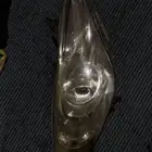 شمعة سوناتا اصلي يمين